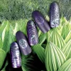 Delirium (B233) - Dark Purple Stamping Polish